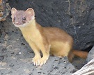 Weasel Animal Facts | Mustela nivalis | AZ Animals