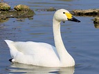 The Different Species Of Swans And How To Identify Each Breed
