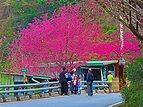 山櫻花染紅屏東霧台！最夯「櫻花王」張開巨大粉紅傘好吸睛 | 旅遊 | 聯合新聞網