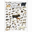 Land Mammals of Eastern North America - Poster - Earth Sky + Water