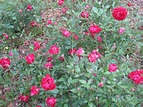Online Plant Guide - Rosa 'Louis Philippe' / Louis Philippe Rose