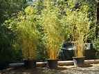 Bambusa multiplex 'Alphonse Karr' - BMPA - Bamboo Sourcery Nursery ...