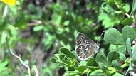 Durham Brown Argus Butterfly - Warren House Gill, County Durham - YouTube
