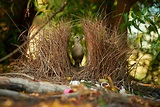 Behind the Photos: Australian Bowerbirds