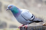 Pigeon Free Stock Photo - Public Domain Pictures