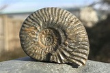 Interpreting ammonite fossils – Deposits