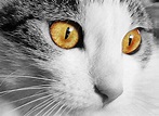 Free photo: Cat, Home, Animal, Cat'S Eyes, Eyes - Free Image on Pixabay ...
