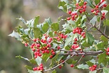 18 Species of Holly Plants