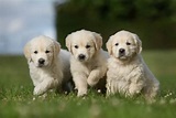 Three golden retriever puppies walking on grass lawn – Versatile Vinegar