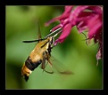 Hummingbird Bee #2 ? by FAntknee, via Flickr | Bee hummingbird ...