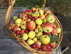 The World of Apples: A Tour of The USDA Apple Collection – Philadelphia ...