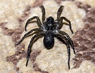 The wolf spider is autumn’s most frightening home intruder - The ...