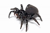 File:Mouse spider.jpg - Wikipedia