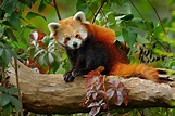 Why Are Red Pandas Endangered? - WorldAtlas