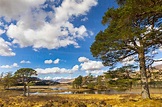 Scots Pine trees on the shores of Loch Tulla, Argyll and Bute, Scottish ...