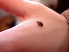 What Do Bed Bugs Look Like? - The Pest Advice