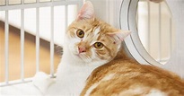 Nine Tips for Adopting a Rescue Cat