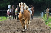 Free Images : nature, farm, brown, stallion, mane, equine, horses, pony ...