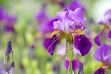 Iris: Pflegen, Schneiden & Vermehren - Plantura