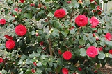 Os cuidados com a Camélia (Camellia japônica) - PlantaSonya - O seu ...