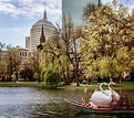Boston Public Garden Tour | Boston in Bloom | Shannon Shipman