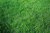 Green Untrimmed Messy Green Grass. Stock Image - Image of plant ...