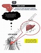 The liver - ESL worksheet by lorymorei