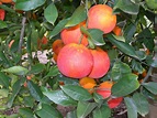 Orange varieties for Western Australia | Agriculture and Food