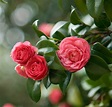 Feeding Camellia Plants | Growing Guides | Daltons