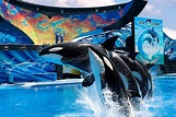12 Dicas Obrigatórias para curtir o SeaWorld Orlando | Viagem Ninja