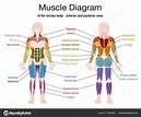 Diagrama Muscular Nombres Del Cuerpo Femenino Stock Vector By Furian ...