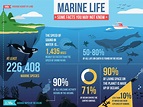 Marine Life Facts National Geographic 10 Fascinating About - ocean ...