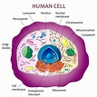 Human cell diagram | Etsy