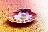 Perle an der Muschel. | Stock Bild | Colourbox