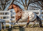 Sweetwater Farms Quality Appaloosa Horses since 1979 Most Beautiful ...