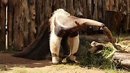Fun Giant Anteater Facts For Kids