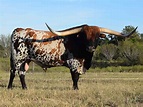 Free photo: Longhorn Bull - Bull, Horns, Texas - Free Download - Jooinn