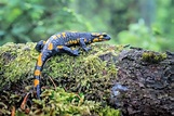 Salamandra » Características, Alimentación, Hábitat, Reproducción ...