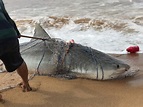 Tubarão-tigre de meia tonelada é capturado na costa brasileira; vídeo