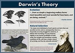 Darwin's Theory of Evolution | Darwin theory, Darwin's theory of ...