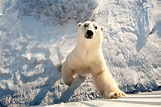 Polar Bear Photography Flourishes in Churchill - Churchill Polar Bears