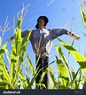 340 Scarecrow Cornfield Images, Stock Photos & Vectors | Shutterstock