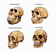 Evolution of skulls Stock Photos, Royalty Free Evolution of skulls ...