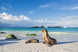 Dream Vacations in The Galapagos Islands | Tourlane