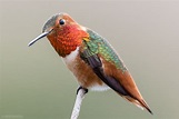Different Types of Hummingbirds - Hummingbirds Plus