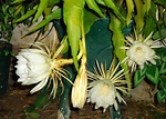 tutuna mituna: Epiphyllum / Reina de la noche