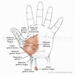 Hand Muscles Thenar - Medical Art Library