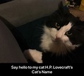 Say Hello to my cat H.P Lovecraft's Cat's Name | H.P. Lovecraft's Cat ...