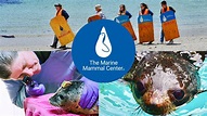An Introduction to The Marine Mammal Center - YouTube