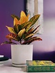7 plantas con hojas de colores perfectas para decorar tu hogar ...